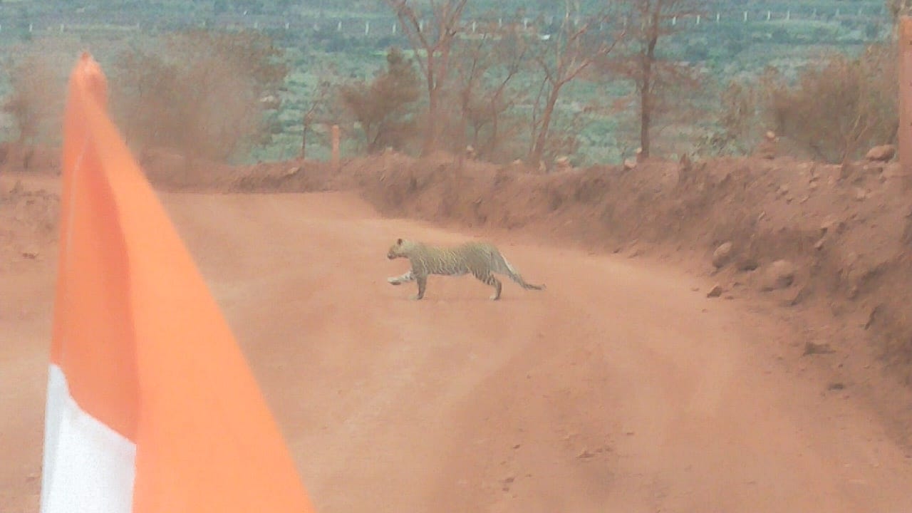 Leopard found in Hoskote Jambunatha Gudda