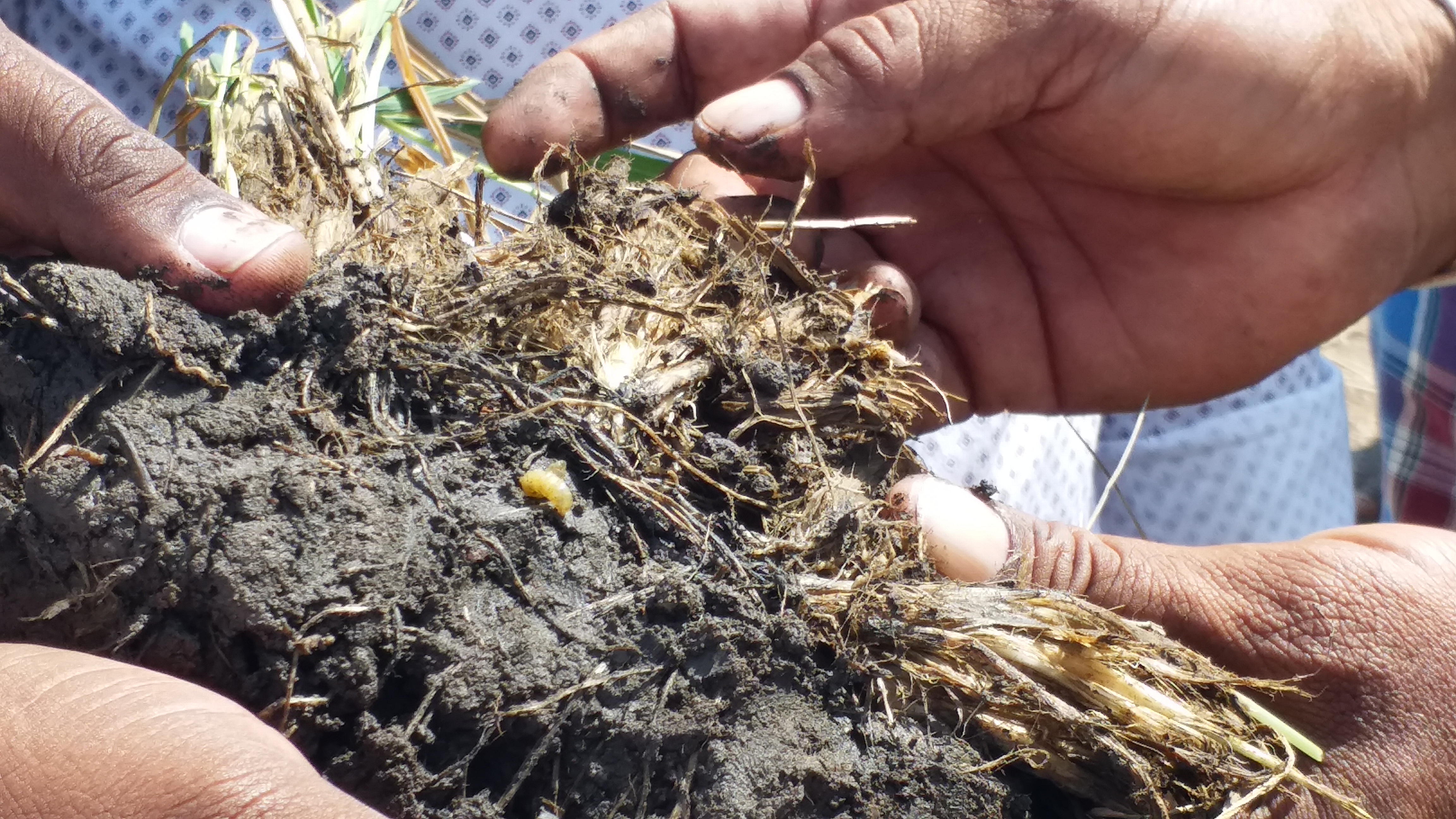 Paddy yield decline in Bellary