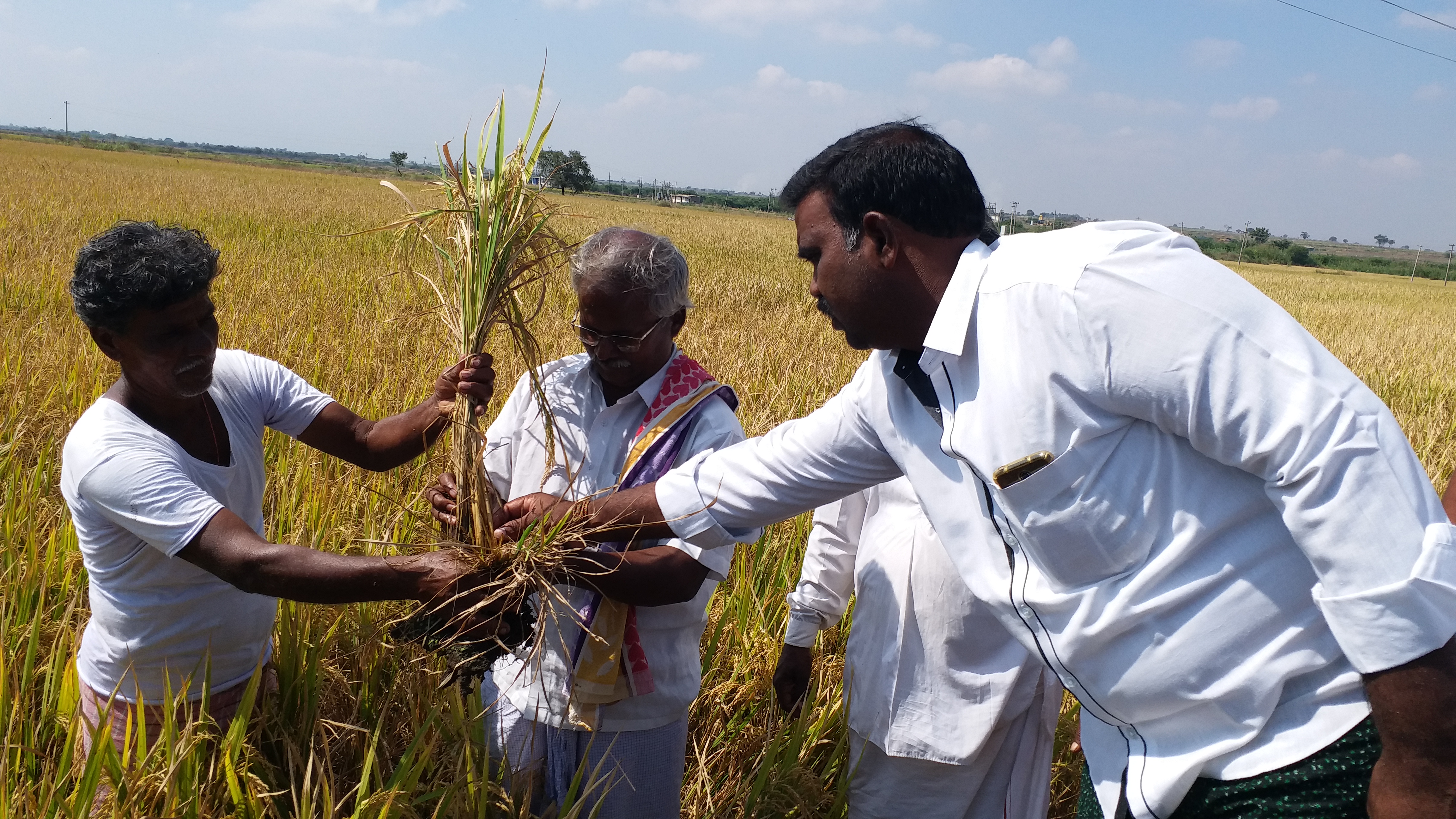 Paddy yield decline in Bellary