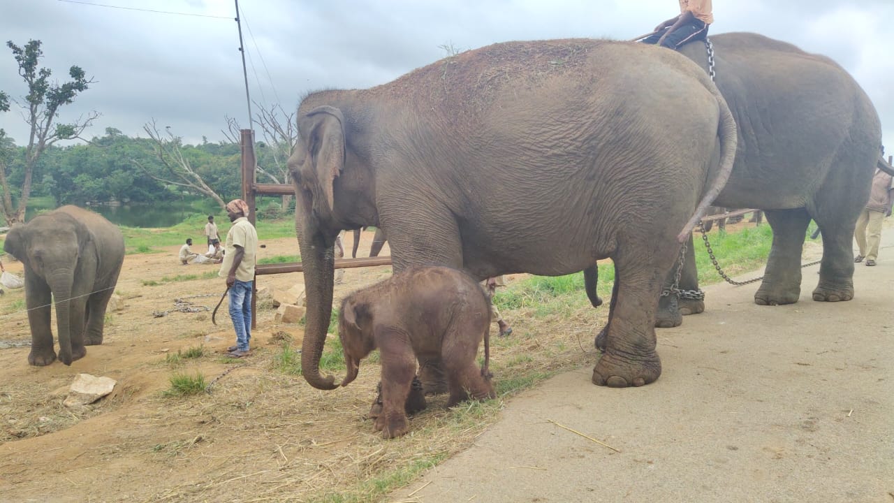 ಹೆಣ್ಣು ಮರಿಗೆ ಜನ್ಮ ನೀಡಿದ ಸುವರ್ಣ