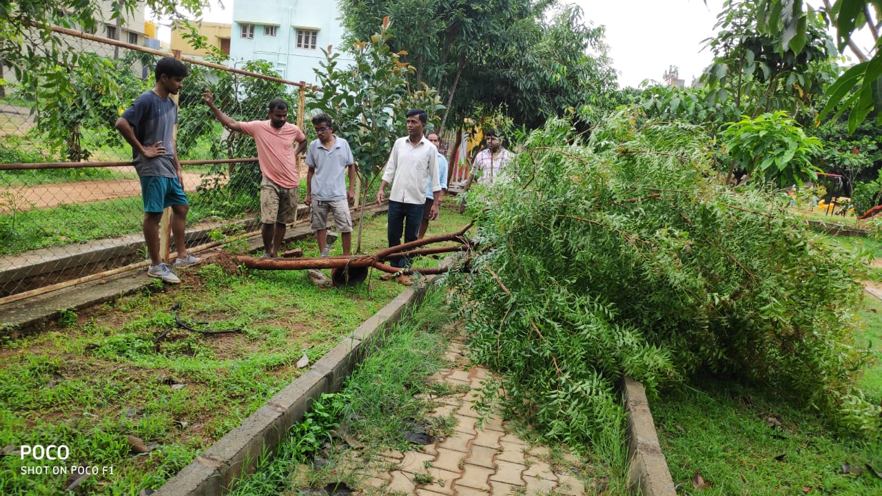 people protect fallen tree