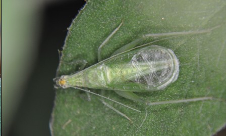 A new tree cricket species in Mexico  named after IISc faculty member Prof Rohini Balakrishnan