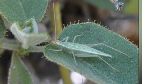 A new tree cricket species in Mexico  named after IISc faculty member Prof Rohini Balakrishnan