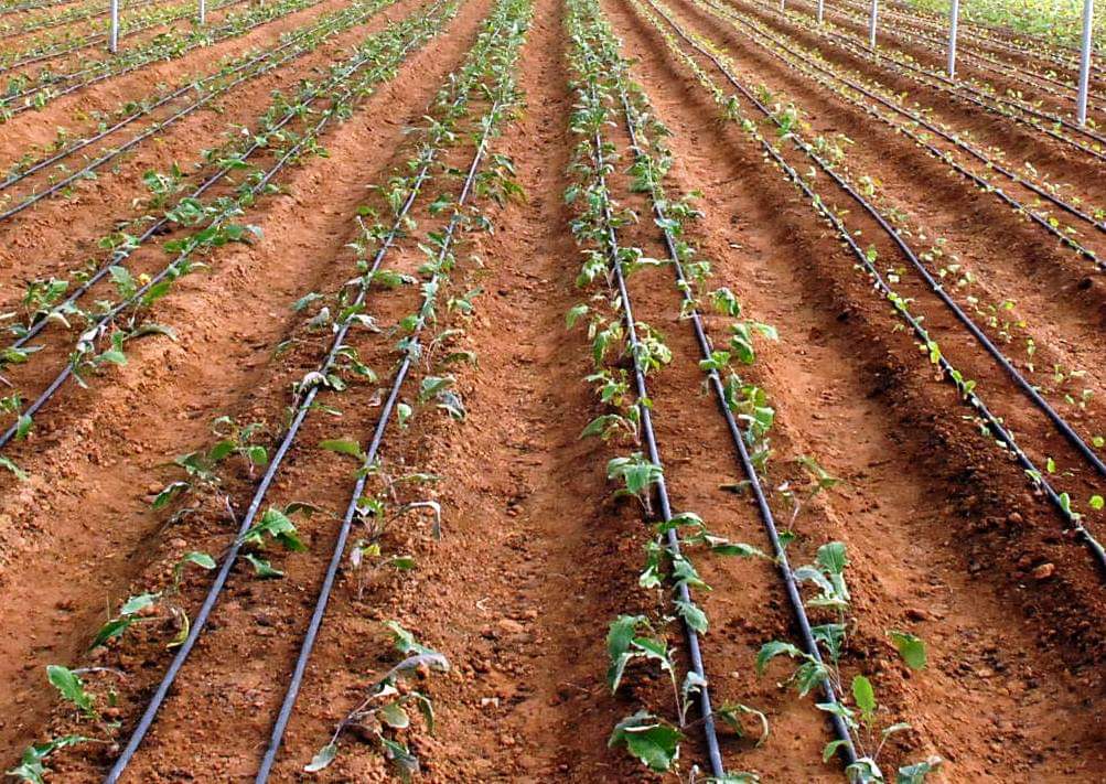 Drip Irrigation Subsidy