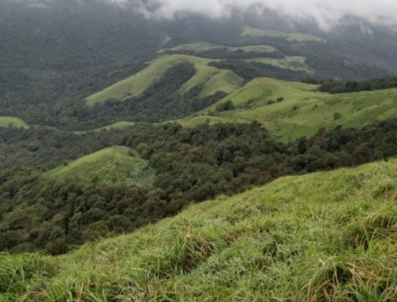 ಅರಣ್ಯ ಪ್ರದೇಶ