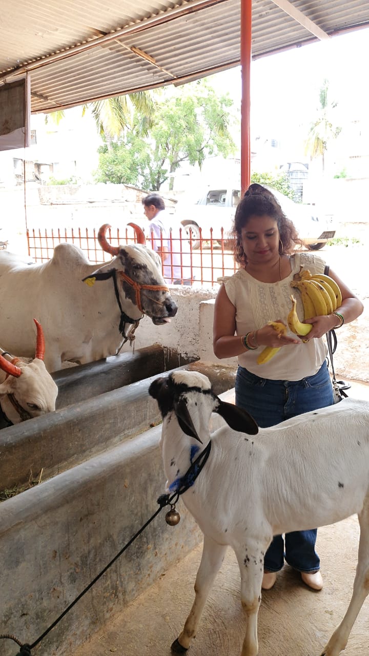 Shubha poonja spend time with cows