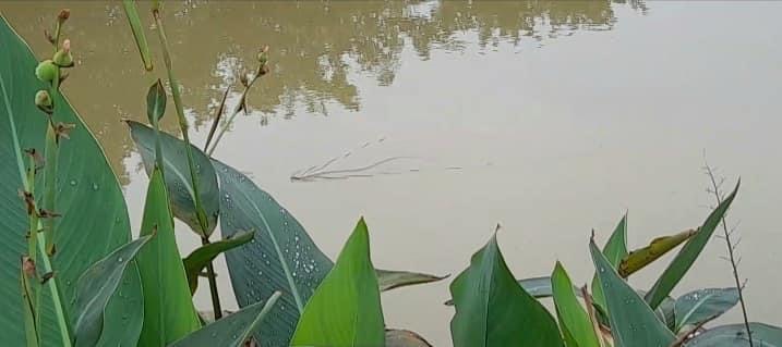 Sewage water treatment in the lake through the natural process