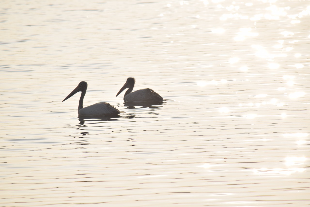 Bird watching in Arkavathi River at Doddaballapura