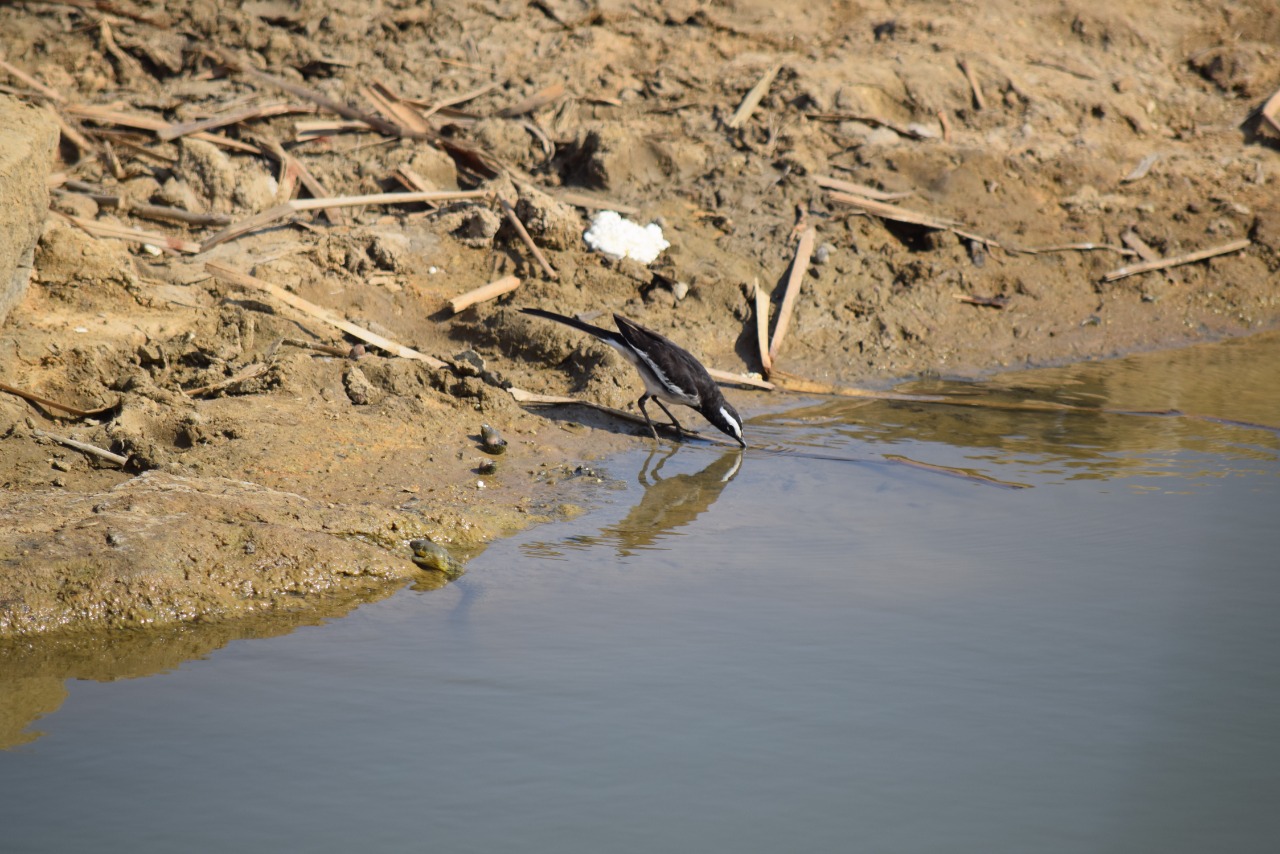 Bird watching in Arkavathi River at Doddaballapura