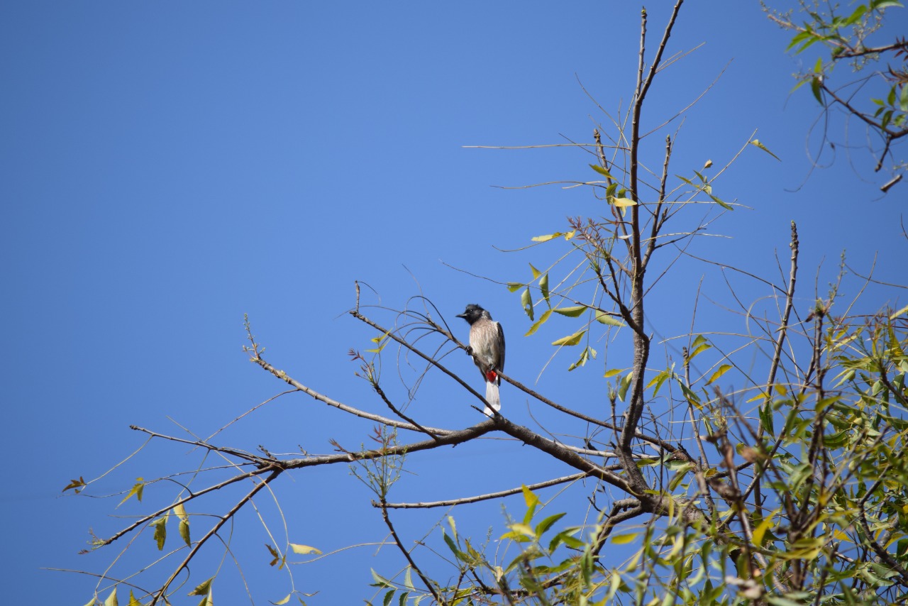 Bird watching in Arkavathi River at Doddaballapura