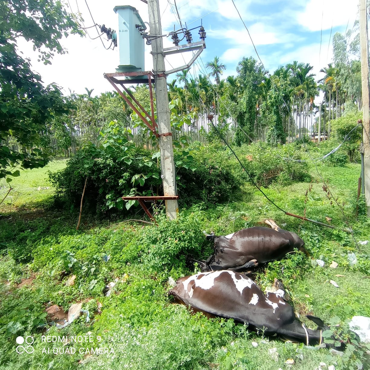 Two cow died by power shock