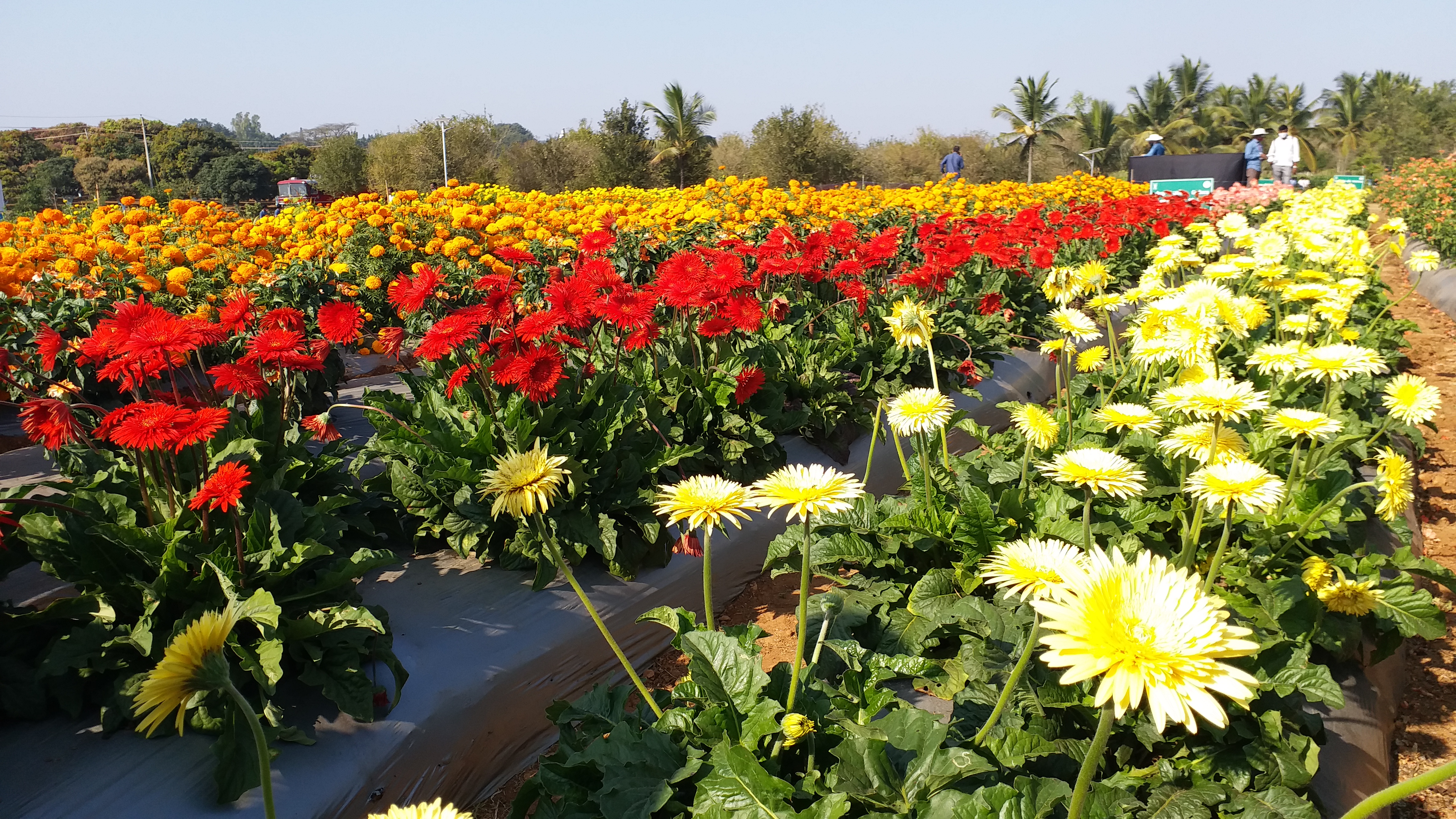 Gerbera flower