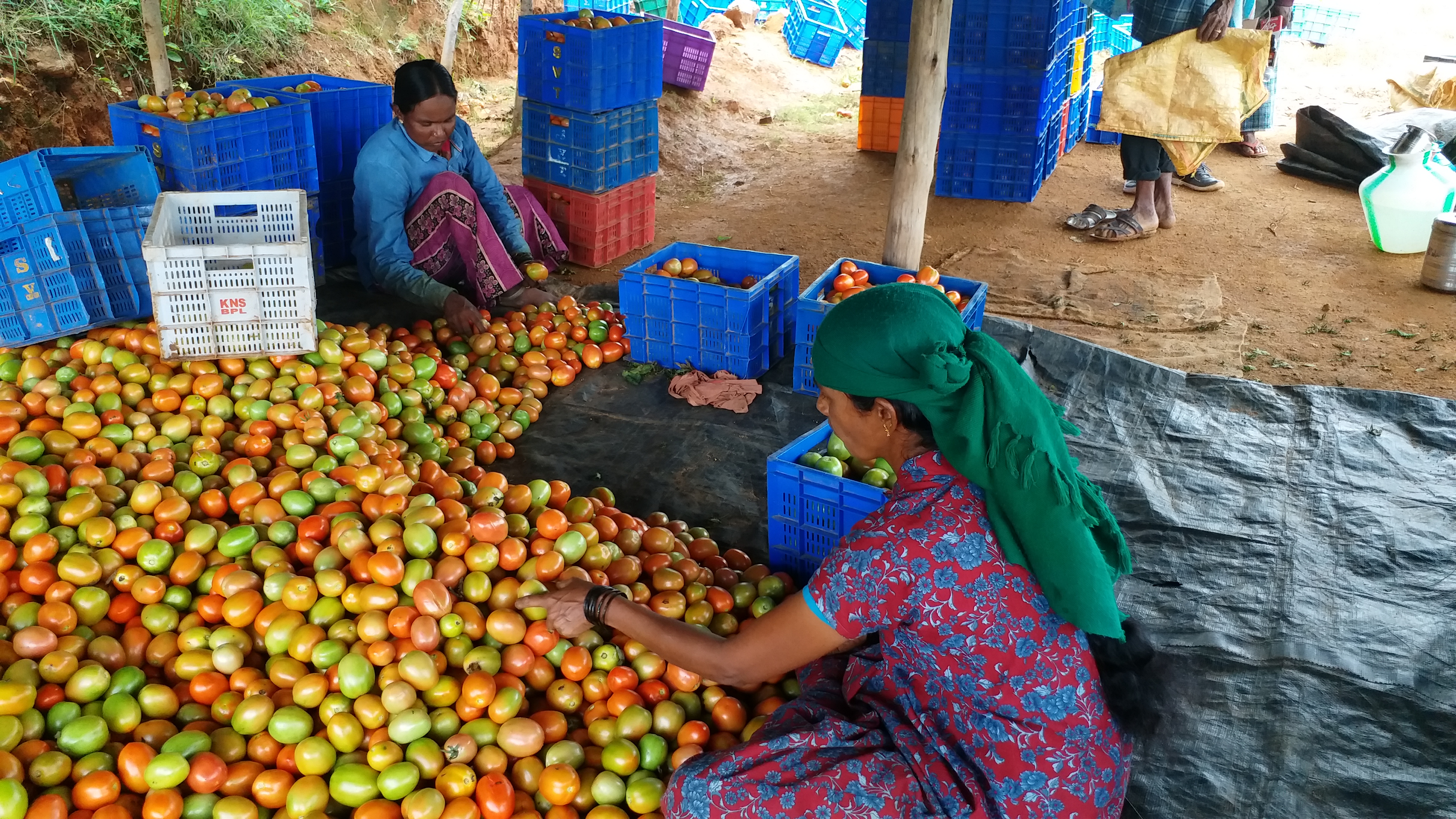 Farmer dumped tomato on garbage in Doddaballapur