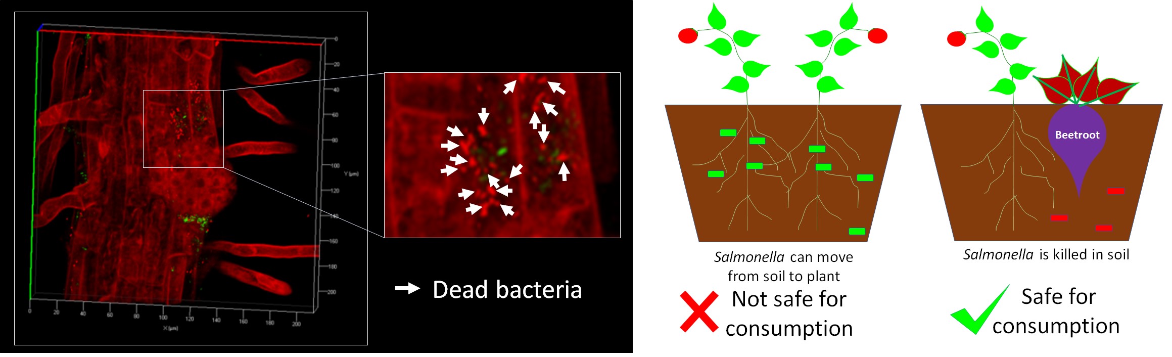 beetroot act as bio control in farming