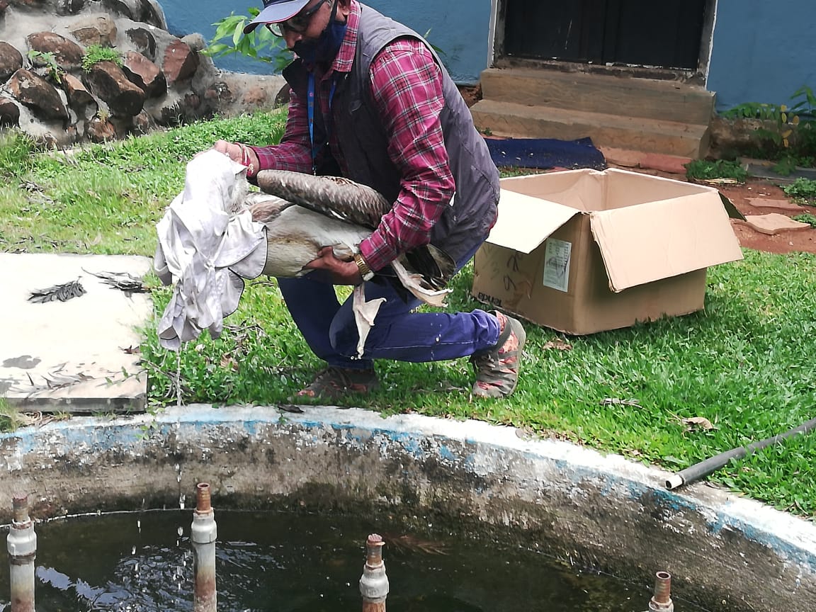 Rare bird rescued at Bangaluru