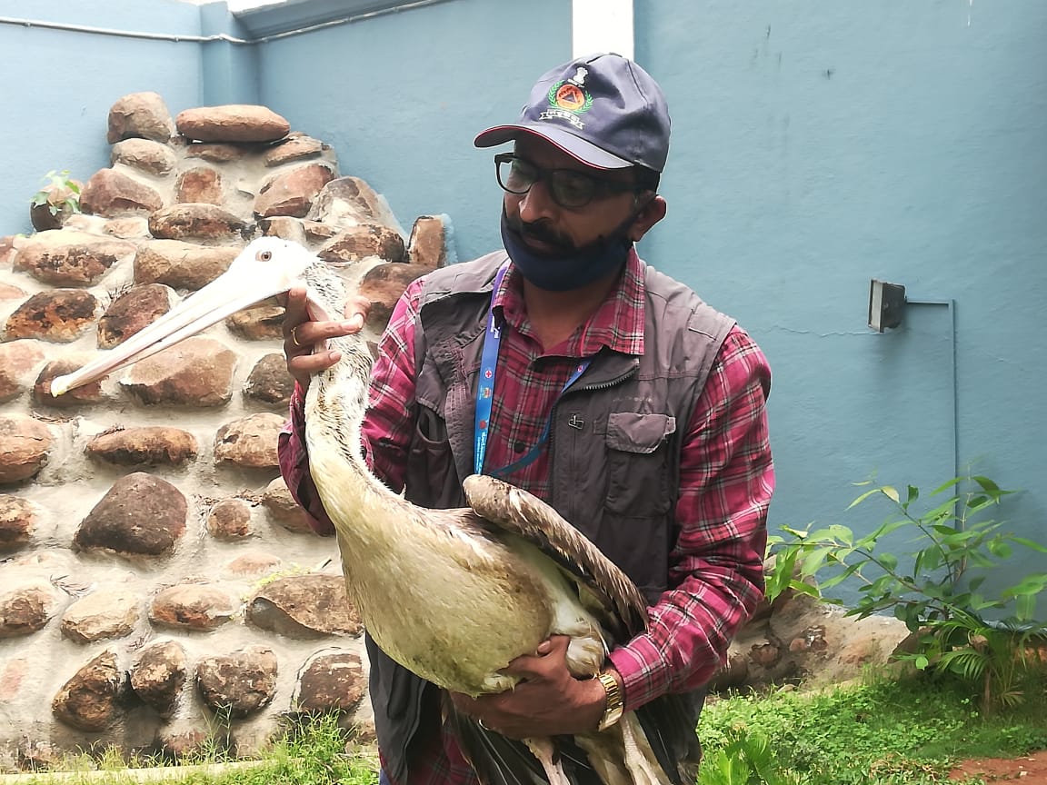 Rare bird rescued at Bangaluru