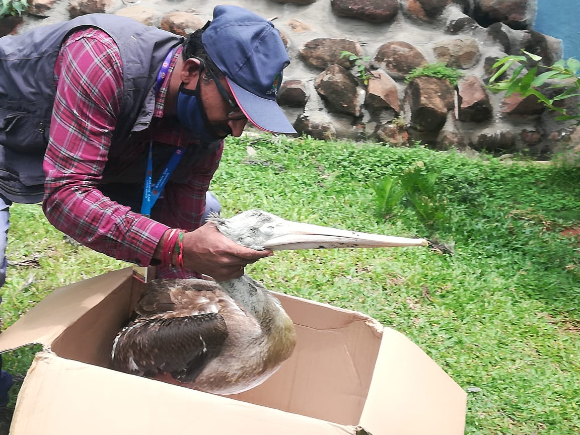 Rare bird rescued at Bangaluru