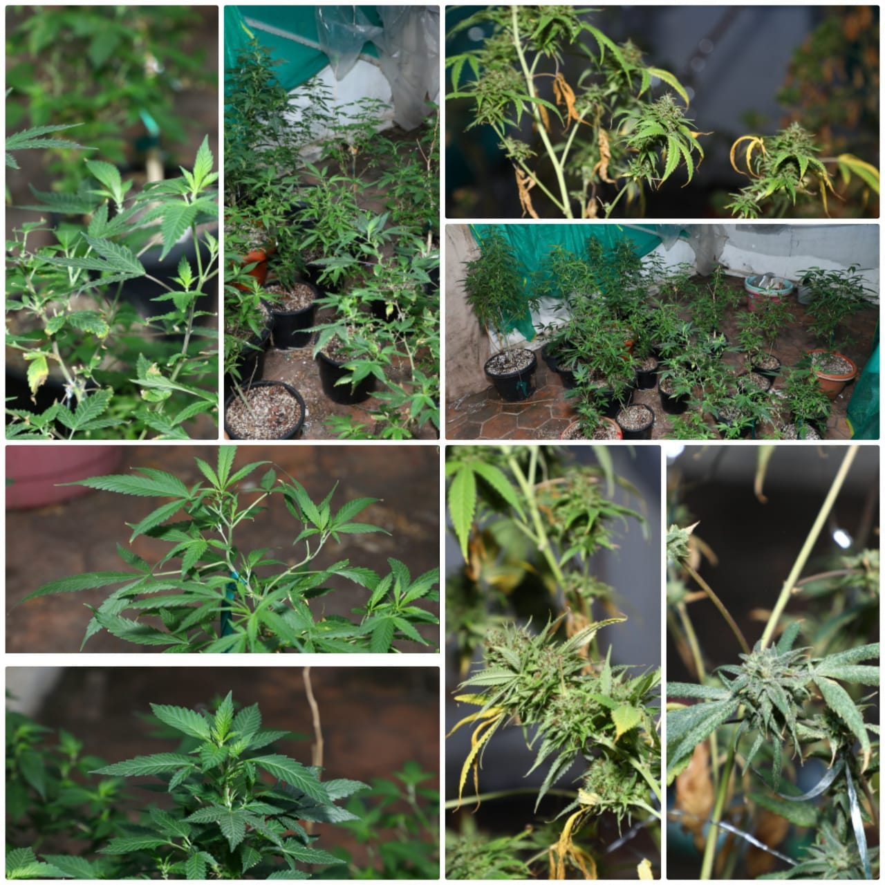 bengaluru ccb police arrested 4 accused in ganja case