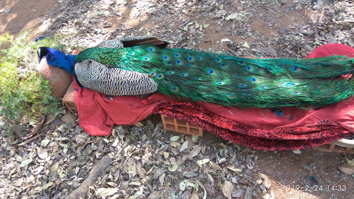 Dogs killing birds in bangalore university