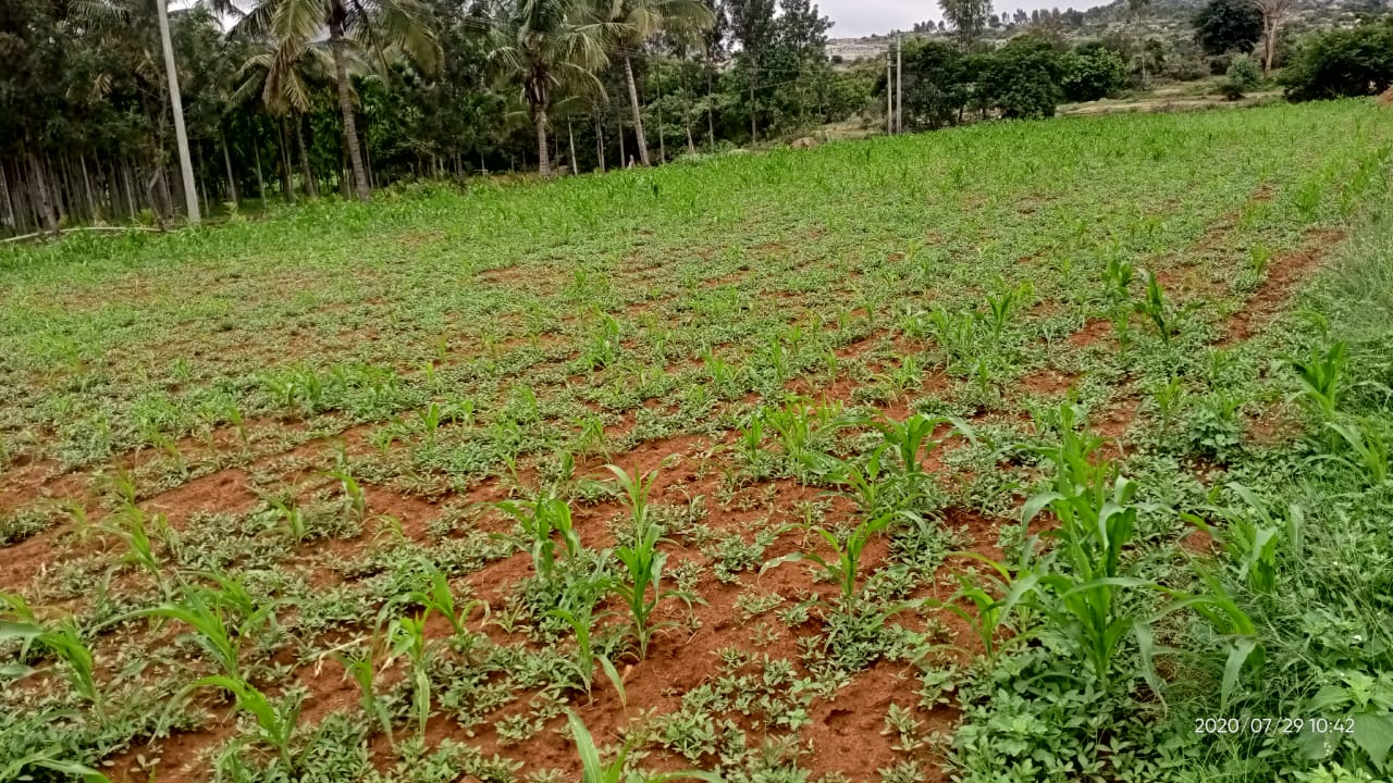 farmer complaint against seed company