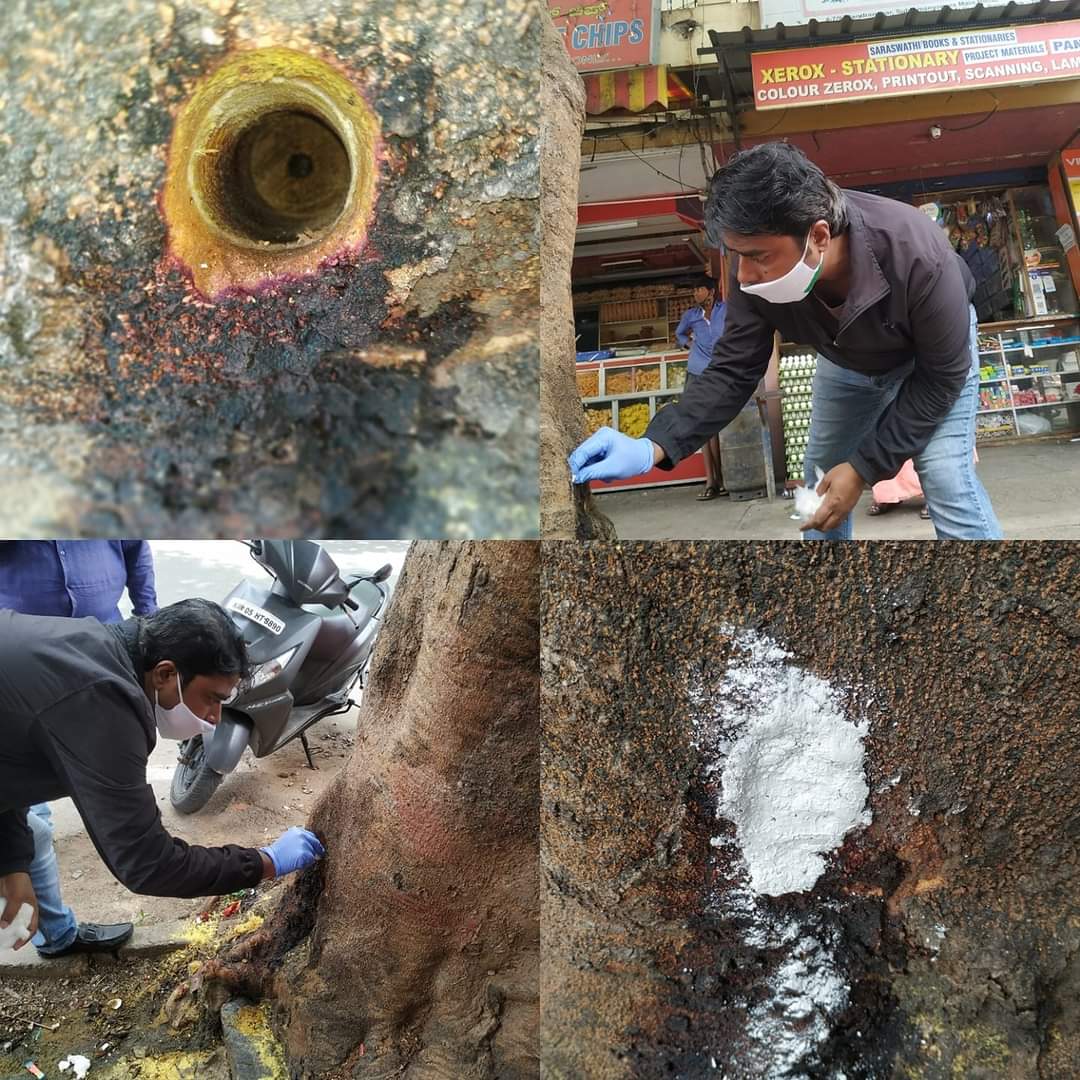 Acid to Gul Mohr Tree in bangalore street