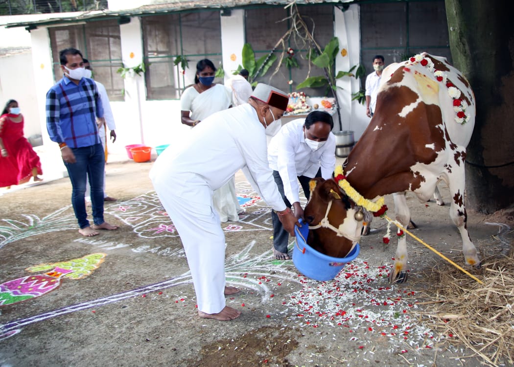 ಗೋವುಗಳಿಗೆ ಪೂಜೆ ಸಲ್ಲಿಸಿದ ರಾಜ್ಯಪಾಲರು