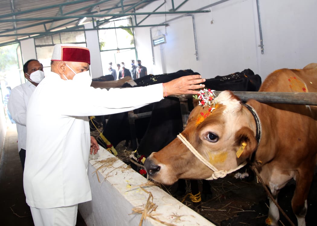 ಗೋವುಗಳಿಗೆ ಪೂಜೆ ಸಲ್ಲಿಸಿದ ರಾಜ್ಯಪಾಲರು