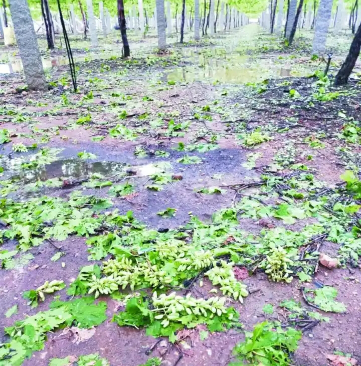 grape crop   Spoiled by Heavy rain in  bagepalli