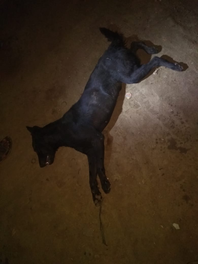 Dog died after the death of its owner in karnataka