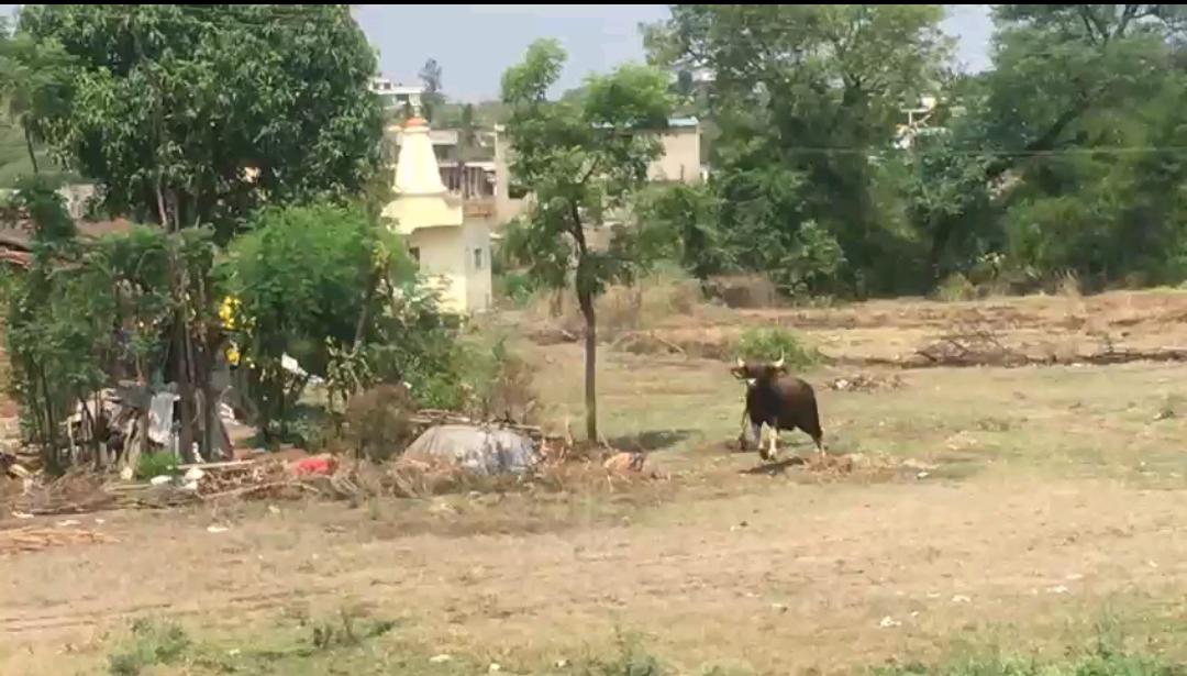 wild animals enter to villages