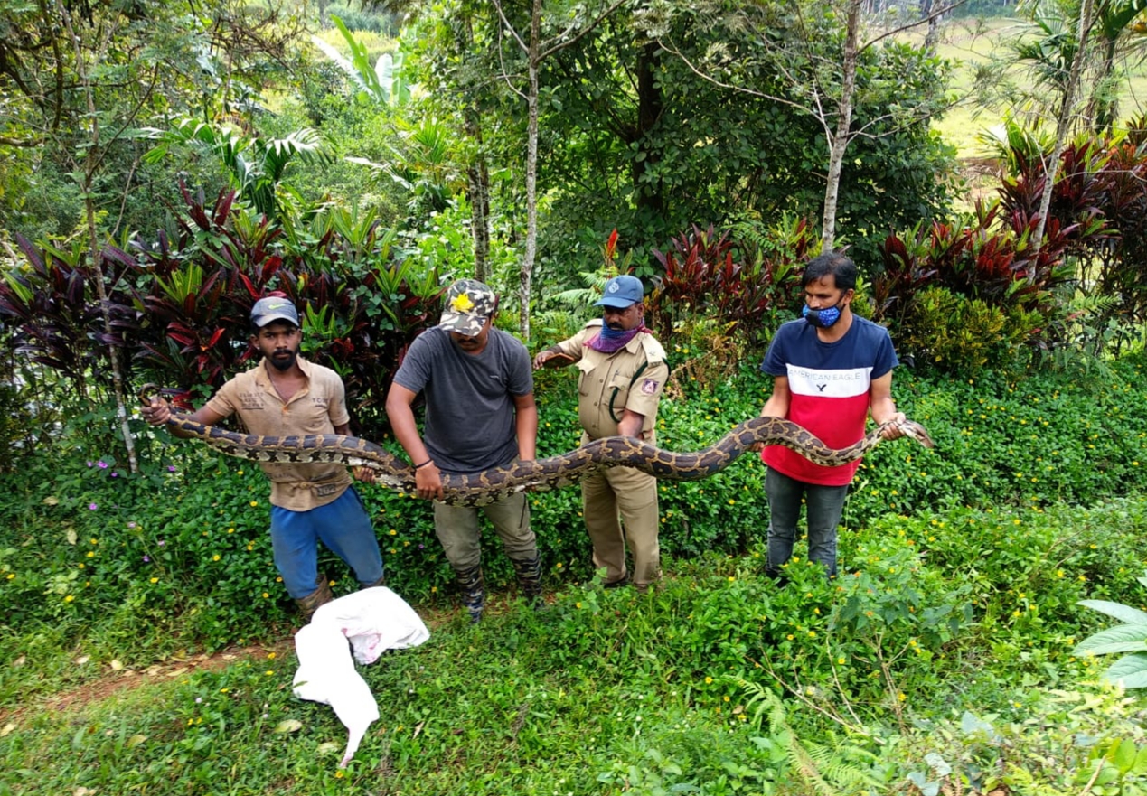 Huge python found in the coffee plantation at Chikkamagaluru in Karnataka