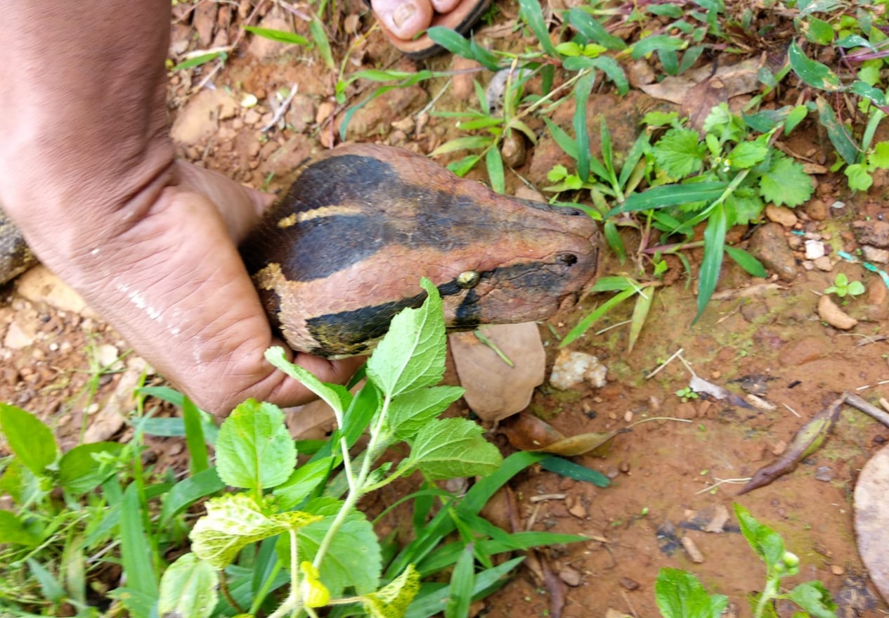 Huge python found in the coffee plantation at Chikkamagaluru in Karnataka