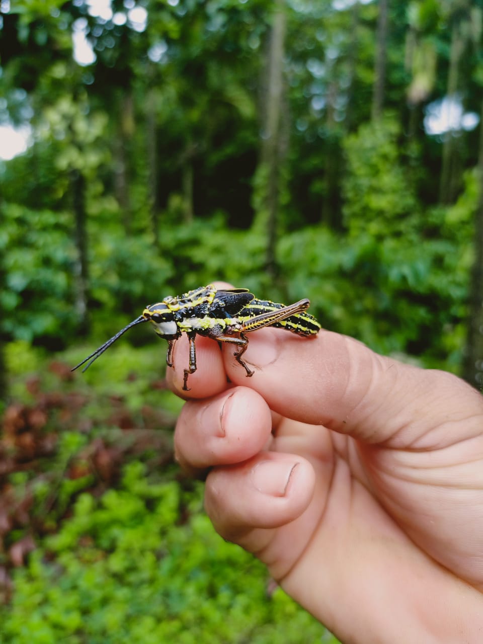 locusts reach chikmagaluru