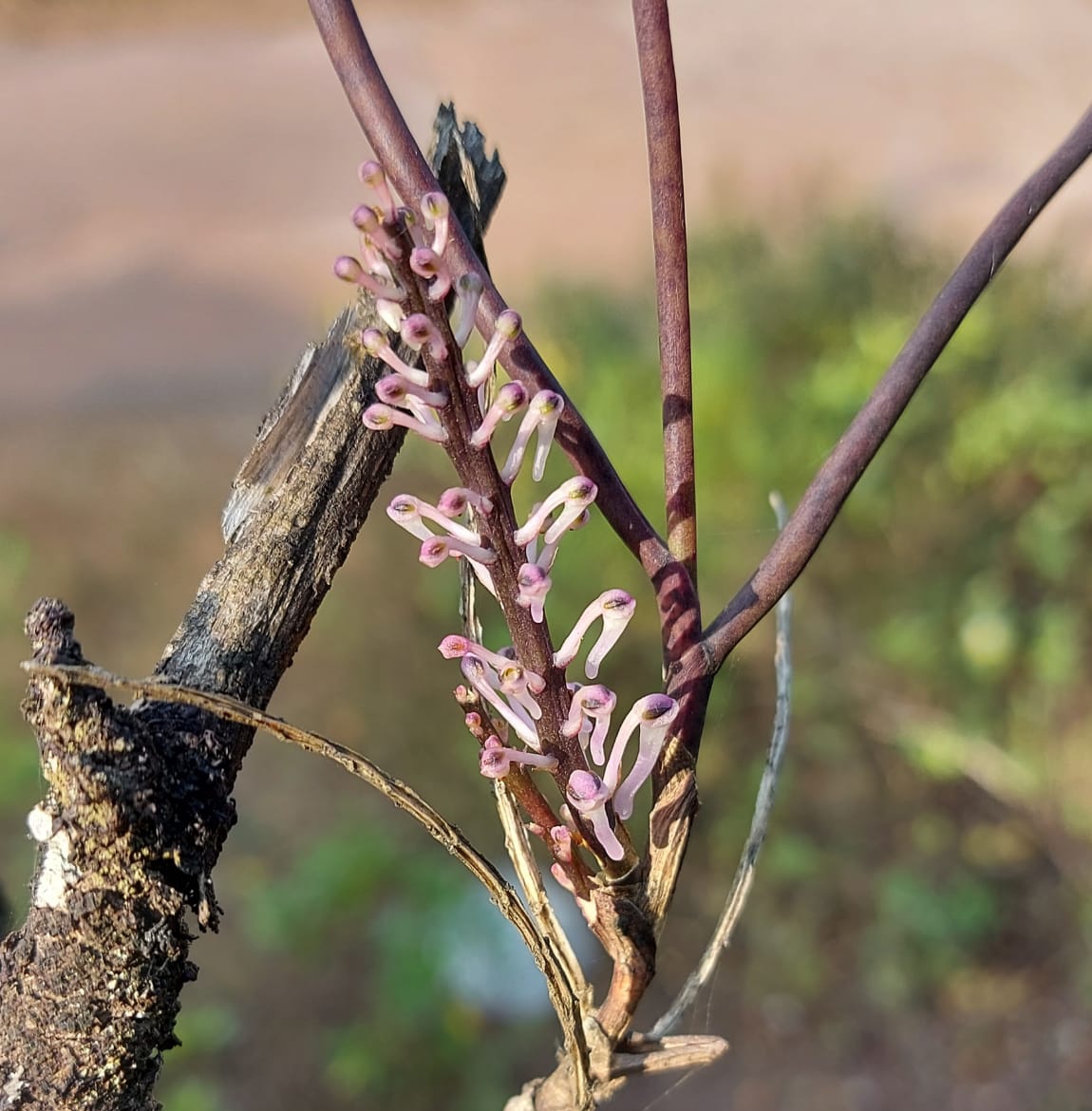 very-rare-plant-species-found-in-mulliyanagiri