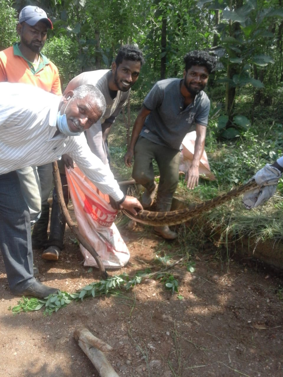 ten feet python trapped in chikmagalore district