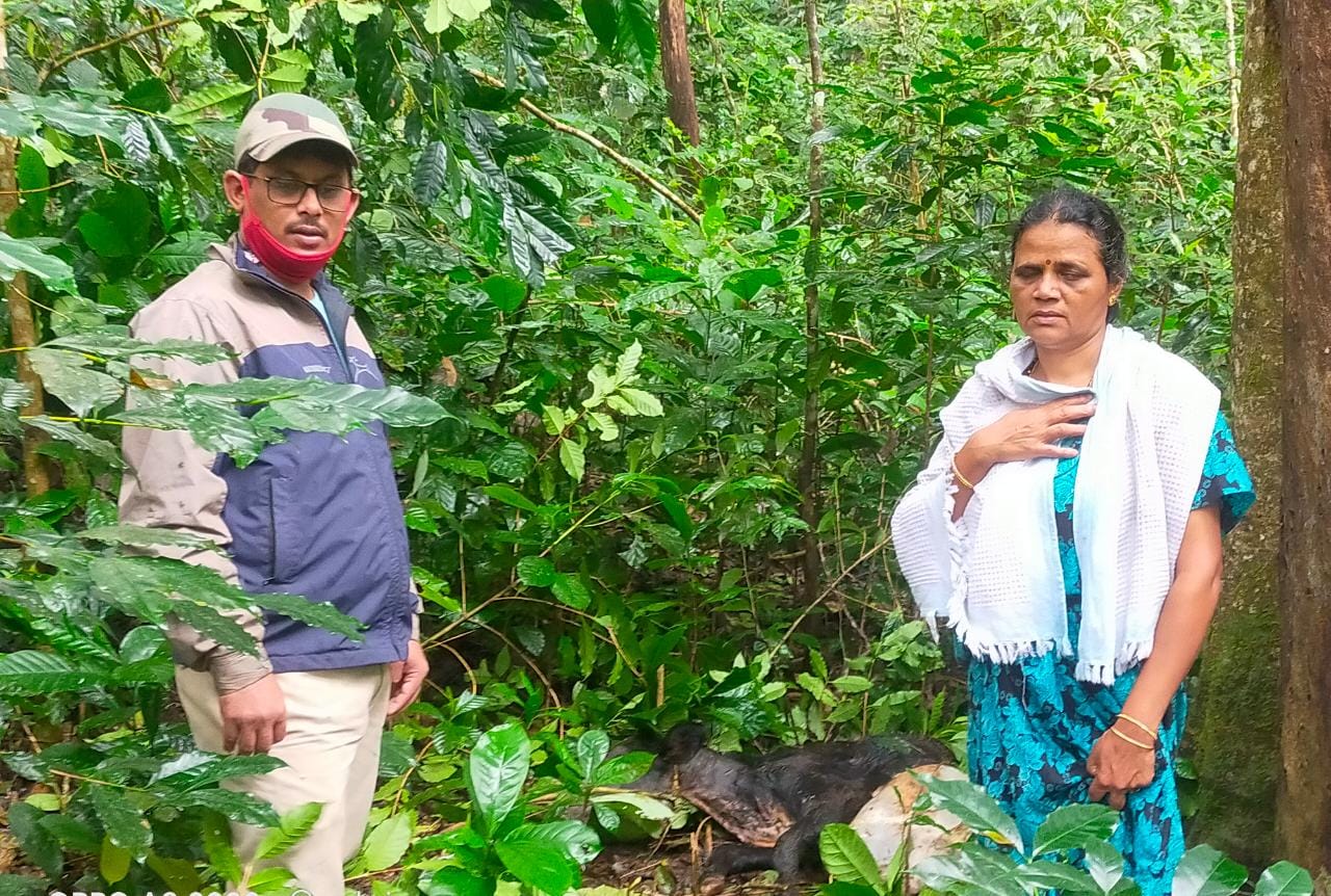 tiger attacks calf in chikmagalore