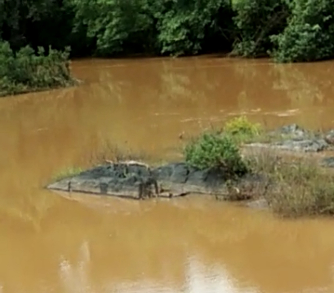 Crocodile Found In Bhadra River