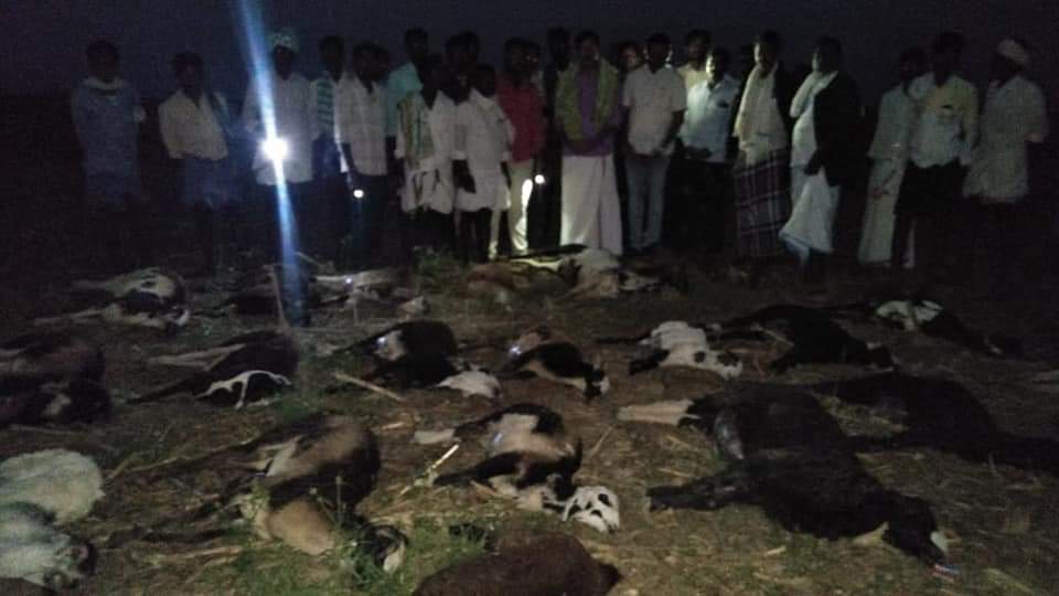 mysterious deaths of more than 100 to 150 sheep, mysterious deaths of more than 100 to 150 sheep in Chikkamagaluru, Chikkamagaluru sheep death, Chikkamagaluru sheep death news, ಸುಮಾರು 100 ರಿಂದ 150 ಕುರಿಗಳು ನಿಗೂಢವಾಗಿ ಸಾವು, ಚಿಕ್ಕಮಗಳೂರಿನಲ್ಲಿ ಸುಮಾರು 100 ರಿಂದ 150 ಕುರಿಗಳು ನಿಗೂಢವಾಗಿ ಸಾವು, ಚಿಕ್ಕಮಗಳೂರು ಕುರಿಗಳ ಸಾವು, ಚಿಕ್ಕಮಗಳೂರ ಕುರಿಗಳ ಸಾವು, ಚಿಕ್ಕಮಗಳೂರು ಕುರಿಗಳ ಸಾವು ಸುದ್ದಿ,