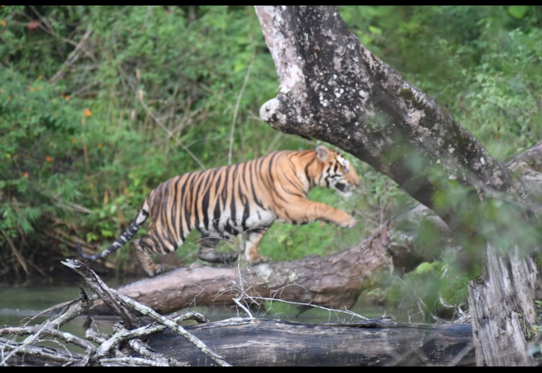 tiger-found-in-mutthodi-forest