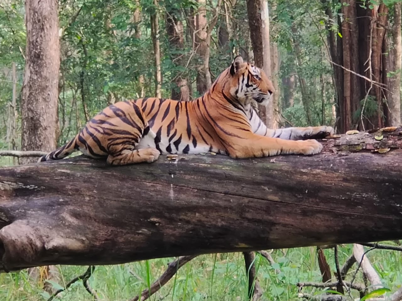 A male tiger given the majestic pose in Chikkamagaluru