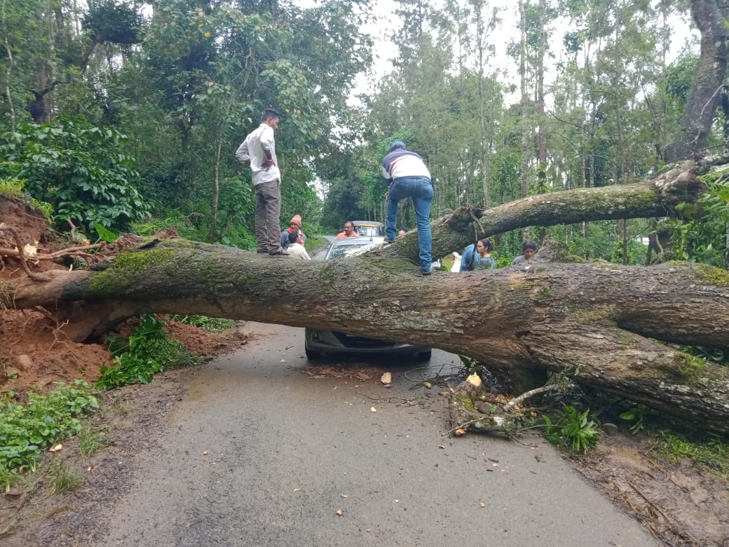 A huge tree fell on car and crushed the car