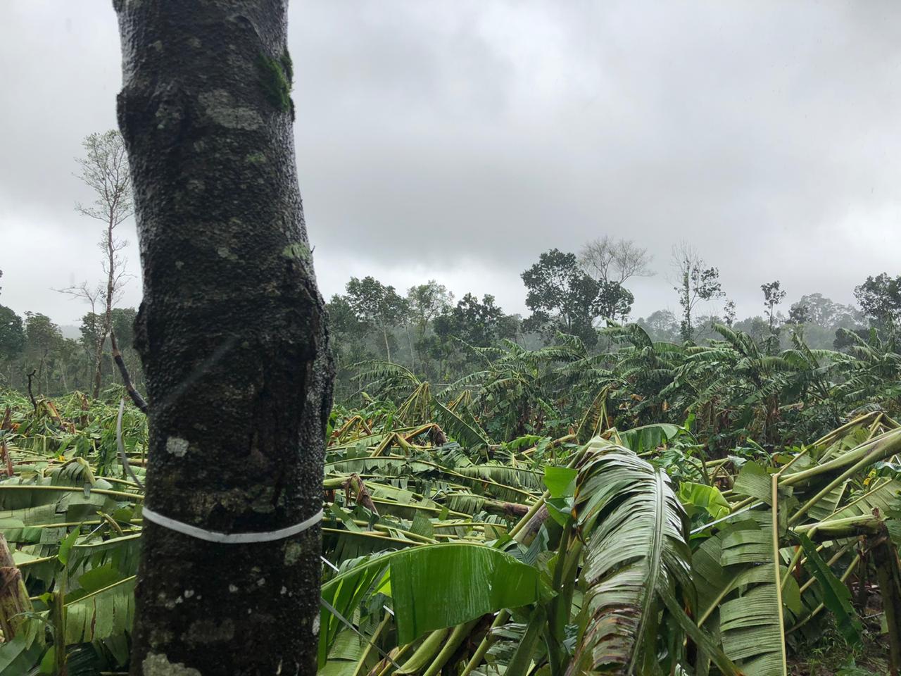 banana trees