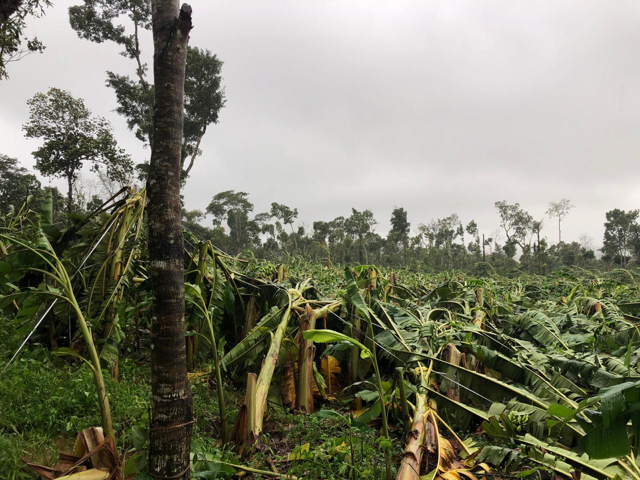 banana trees