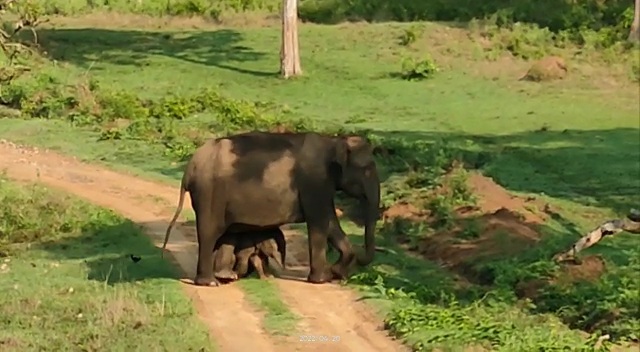 bandipur twin elephant