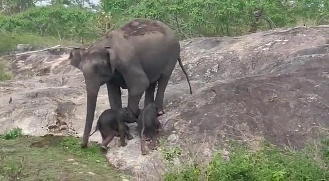 bandipur twin elephant