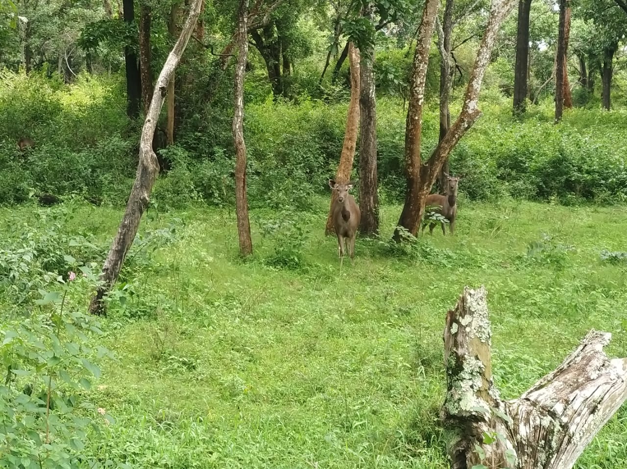 Bandipur