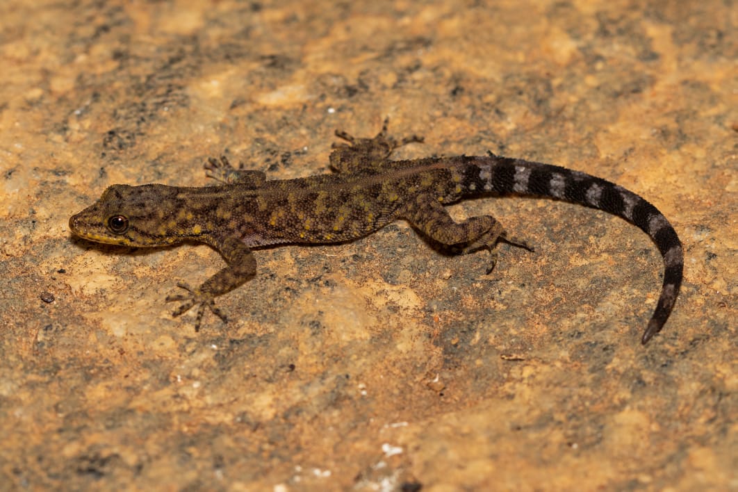 New species of lizard discovered in Biligiri forest