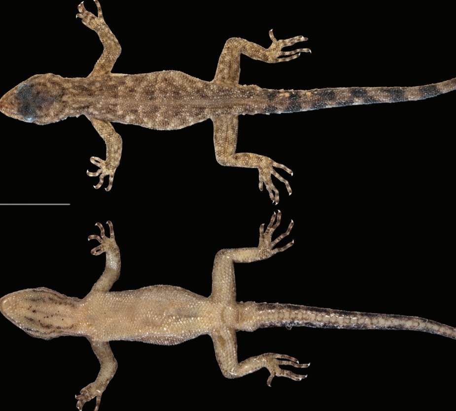 New species of lizard discovered in Biligiri forest