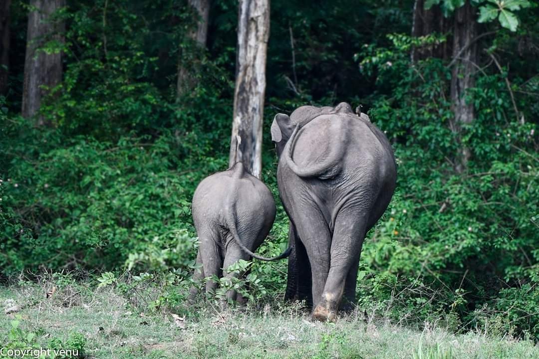 An average elephant consumes about about 270-300 kilograms of forage per day, and drinks 75-150 litres of water. Baby elephants drink 10-12 litres of breast milk daily till the age of two. (Picture Courtesy - Venugopal and Anjana Sujayakanth)