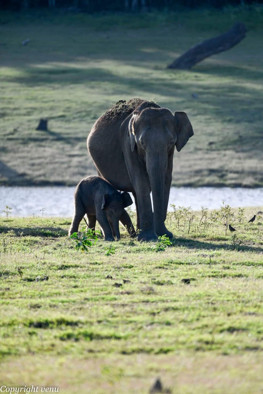 elephant with cub